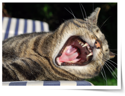 Zahnschmerzen bei Katzen